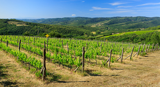Visita alla vigna ed alla cantina